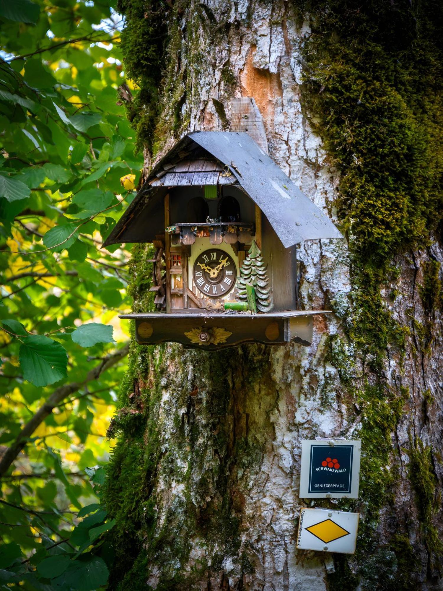 Landhaus Panoramablick Schonach im Schwarzwald Kültér fotó